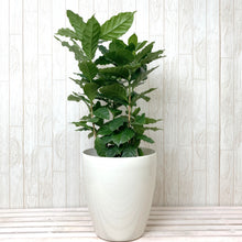 画像をギャラリービューアに読み込む, コーヒーの木 7号 1鉢