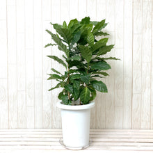 画像をギャラリービューアに読み込む, コーヒーの木 7号 1鉢