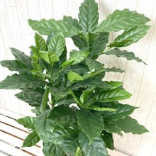 画像をギャラリービューアに読み込む, コーヒーの木 7号 1鉢