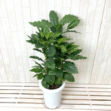 画像をギャラリービューアに読み込む, コーヒーの木 7号 1鉢