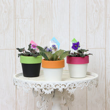 画像をギャラリービューアに読み込む, ミニセントポーリア ユニオン鉢 3鉢セット