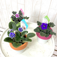 画像をギャラリービューアに読み込む, ミニセントポーリア ユニオン鉢 3鉢セット