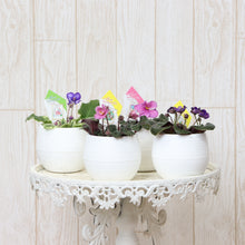 画像をギャラリービューアに読み込む, ミニセントポーリア ボンボン鉢 4鉢セット