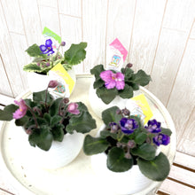 画像をギャラリービューアに読み込む, ミニセントポーリア ボンボン鉢 4鉢セット