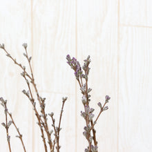 画像をギャラリービューアに読み込む, 【予約商品:2/9以降発送】長寿桜 4号