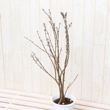 画像をギャラリービューアに読み込む, 【予約商品:2/9以降発送】長寿桜 4号