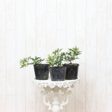 画像をギャラリービューアに読み込む, 【販売期間:3月26日まで】クレマチス カートマニー・ジョー 花苗 3ポットセット