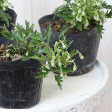 画像をギャラリービューアに読み込む, 【販売期間:3月26日まで】クレマチス カートマニー・ジョー 花苗 3ポットセット