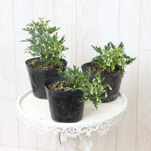 画像をギャラリービューアに読み込む, 【販売期間:3月26日まで】クレマチス カートマニー・ジョー 花苗 3ポットセット