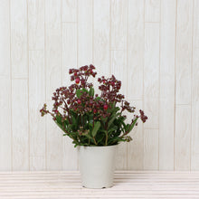 画像をギャラリービューアに読み込む, カランコエ・ウェンディー 1鉢