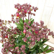 画像をギャラリービューアに読み込む, カランコエ・ウェンディー 1鉢