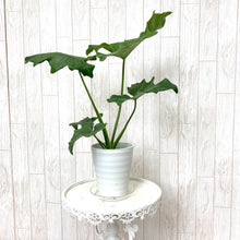 画像をギャラリービューアに読み込む, フィロデンドロン・セローム 4号