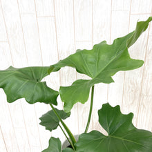 画像をギャラリービューアに読み込む, フィロデンドロン・セローム 4号