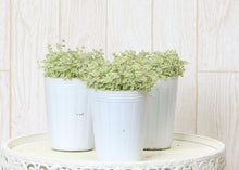 画像をギャラリービューアに読み込む, クラッスラ・リトルミッシー 3ポットセット