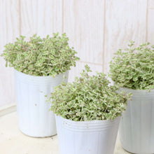 画像をギャラリービューアに読み込む, クラッスラ・リトルミッシー 3ポットセット