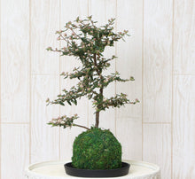 画像をギャラリービューアに読み込む, 【予約商品:2/16発送】苔玉 天皇梅(テンノウメ/イソザンショウ) 4.5号