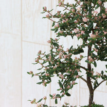 画像をギャラリービューアに読み込む, 【予約商品:2/16発送】苔玉 天皇梅(テンノウメ/イソザンショウ) 4.5号