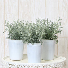 画像をギャラリービューアに読み込む, サントリナ・雪の珊瑚礁 (ユキノサンゴショウ) ハーブ苗 3ポットセット