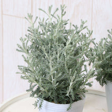 画像をギャラリービューアに読み込む, サントリナ・雪の珊瑚礁 (ユキノサンゴショウ) ハーブ苗 3ポットセット