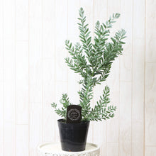 画像をギャラリービューアに読み込む, 【期間限定:4月5日まで】来春以降開花株:アカシア・ブルーブッシュ 5号 【生垣にもおすすめ】