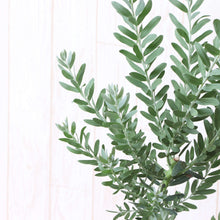 画像をギャラリービューアに読み込む, 【期間限定:4月5日まで】来春以降開花株:アカシア・ブルーブッシュ 5号 【生垣にもおすすめ】