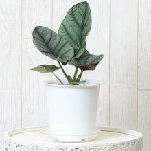 画像をギャラリービューアに読み込む, アロカシア・エレーン 4号 1鉢