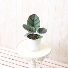 画像をギャラリービューアに読み込む, アロカシア・エレーン 4号 1鉢