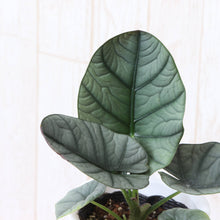 画像をギャラリービューアに読み込む, アロカシア・エレーン 4号 1鉢