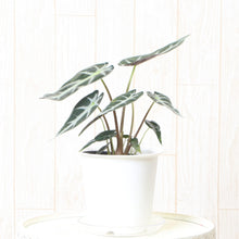 画像をギャラリービューアに読み込む, アロカシア・バンビーノ 4号 1鉢