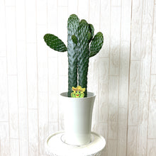 画像をギャラリービューアに読み込む, ウチワサボテン・スミエボシ 6号 1鉢