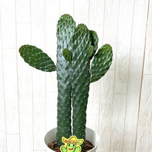 画像をギャラリービューアに読み込む, ウチワサボテン・スミエボシ 6号 1鉢
