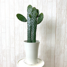 画像をギャラリービューアに読み込む, ウチワサボテン・スミエボシ 6号 1鉢