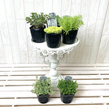 画像をギャラリービューアに読み込む, セダム 6品種ミックスセット