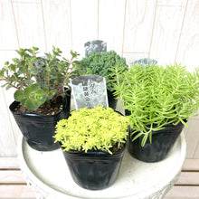 画像をギャラリービューアに読み込む, セダム 6品種ミックスセット