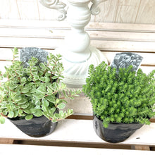 画像をギャラリービューアに読み込む, セダム 6品種ミックスセット