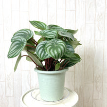 画像をギャラリービューアに読み込む, 【スイカぺぺ】ペペロミア・サンデルシー 5号 1鉢