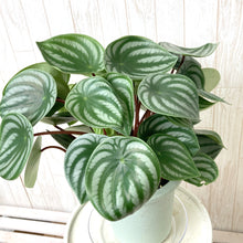 画像をギャラリービューアに読み込む, 【スイカぺぺ】ペペロミア・サンデルシー 5号 1鉢