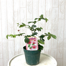 画像をギャラリービューアに読み込む, 【予約商品:7/14発送】高麗ネムノキ(コウライネム) 3.5号 1ポット