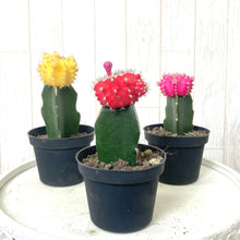 画像をギャラリービューアに読み込む, サボテン・ヒボタン(緋牡丹) 2.5号 3ポットセット