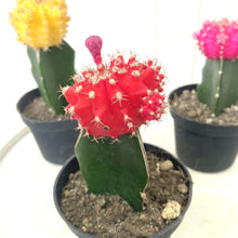 画像をギャラリービューアに読み込む, サボテン・ヒボタン(緋牡丹) 2.5号 3ポットセット