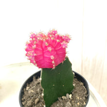 画像をギャラリービューアに読み込む, サボテン・ヒボタン(緋牡丹) 2.5号 3ポットセット