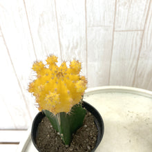 画像をギャラリービューアに読み込む, サボテン・ヒボタン(緋牡丹) 2.5号 3ポットセット