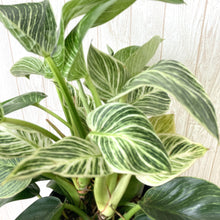 画像をギャラリービューアに読み込む, 【数量限定】フィロデンドロン・バーキン 5号 1鉢