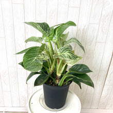 画像をギャラリービューアに読み込む, 【数量限定】フィロデンドロン・バーキン 5号 1鉢