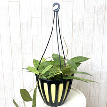 画像をギャラリービューアに読み込む, ホヤ・カリストフィラ ハンギング鉢 5号 1鉢