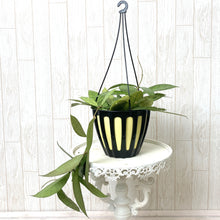 画像をギャラリービューアに読み込む, ホヤ・カリストフィラ ハンギング鉢 5号 1鉢