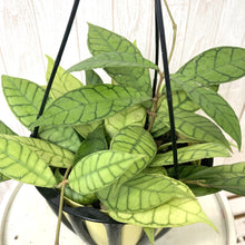 画像をギャラリービューアに読み込む, ホヤ・カリストフィラ ハンギング鉢 5号 1鉢