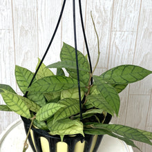 画像をギャラリービューアに読み込む, ホヤ・カリストフィラ ハンギング鉢 5号 1鉢