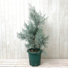 画像をギャラリービューアに読み込む, 【販売期間:11月30日まで】クプレッサス・アリゾニカ ブルーアイス(コニファー) 7号