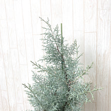 画像をギャラリービューアに読み込む, 【販売期間:11月30日まで】クプレッサス・アリゾニカ ブルーアイス(コニファー) 7号